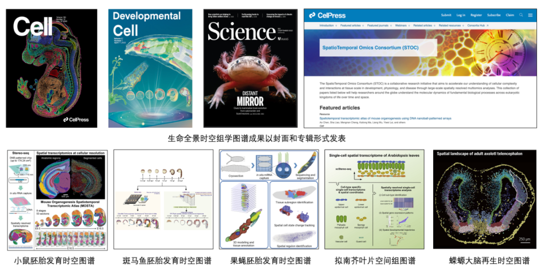 2022年度中國生命科學十大進展發(fā)布(圖6)
